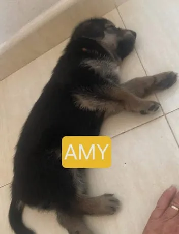 Amy