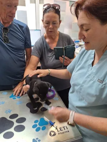 Dog in care at HOVAR