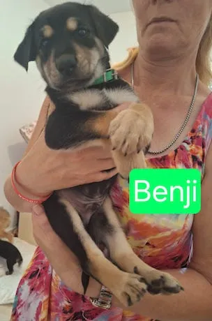 Benji