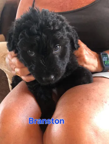 Branston