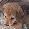 Bruno