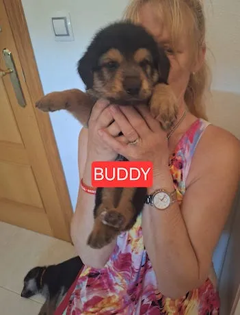 Buddy