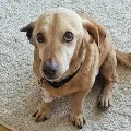 Chico