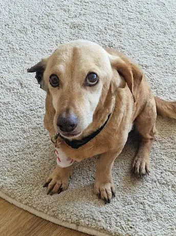Chico