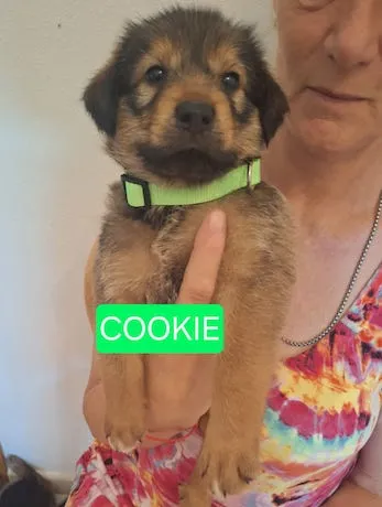 Cookie