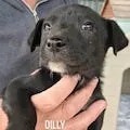 Dilly