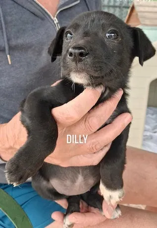 Dilly