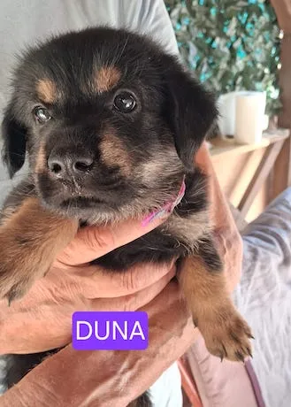 Duna