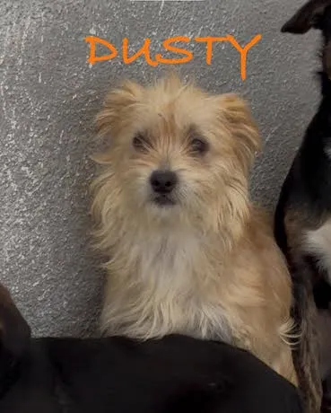 Dusty
