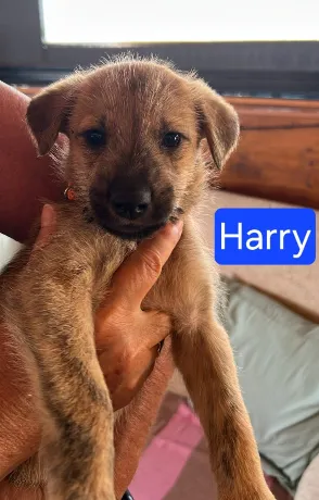 Harry
