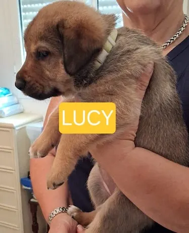 Lucy