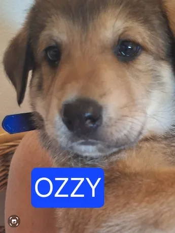 Ozzy