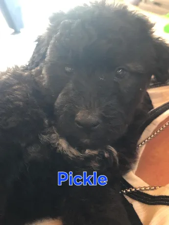 Pickle