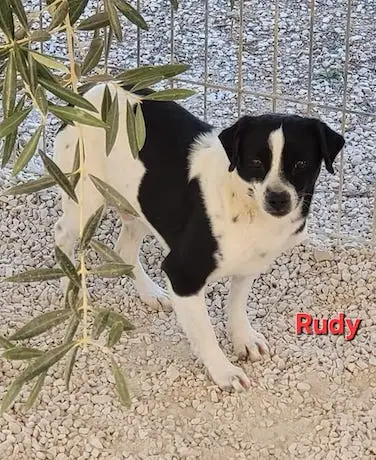 rudy